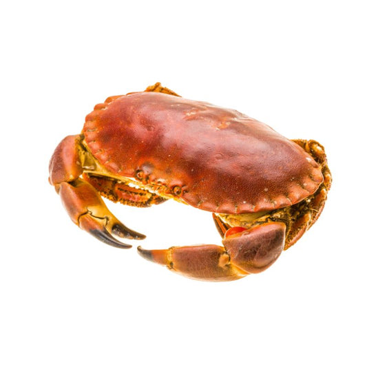 Buey de mar