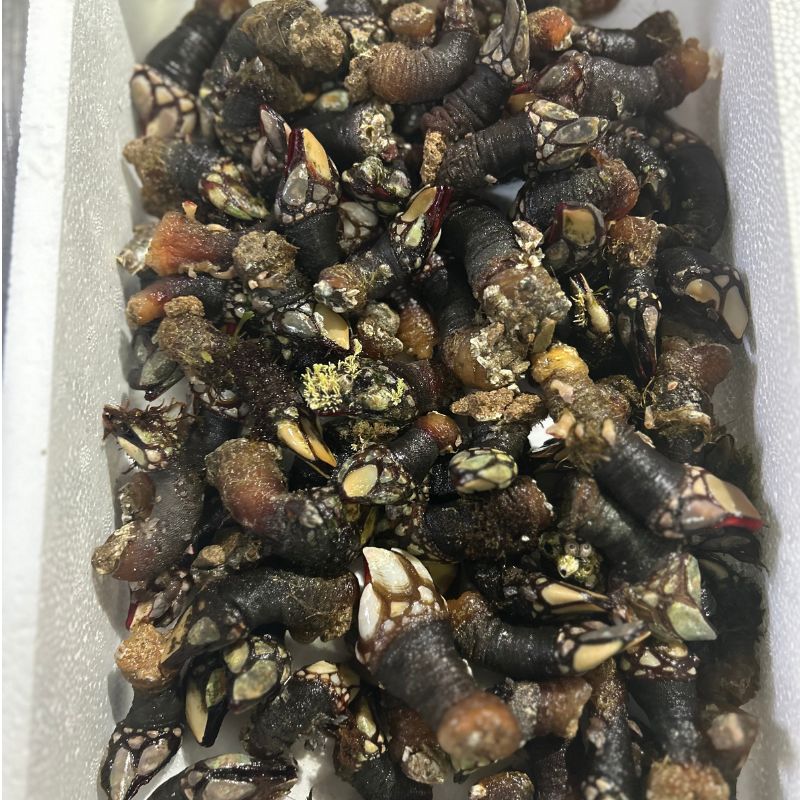 Percebes