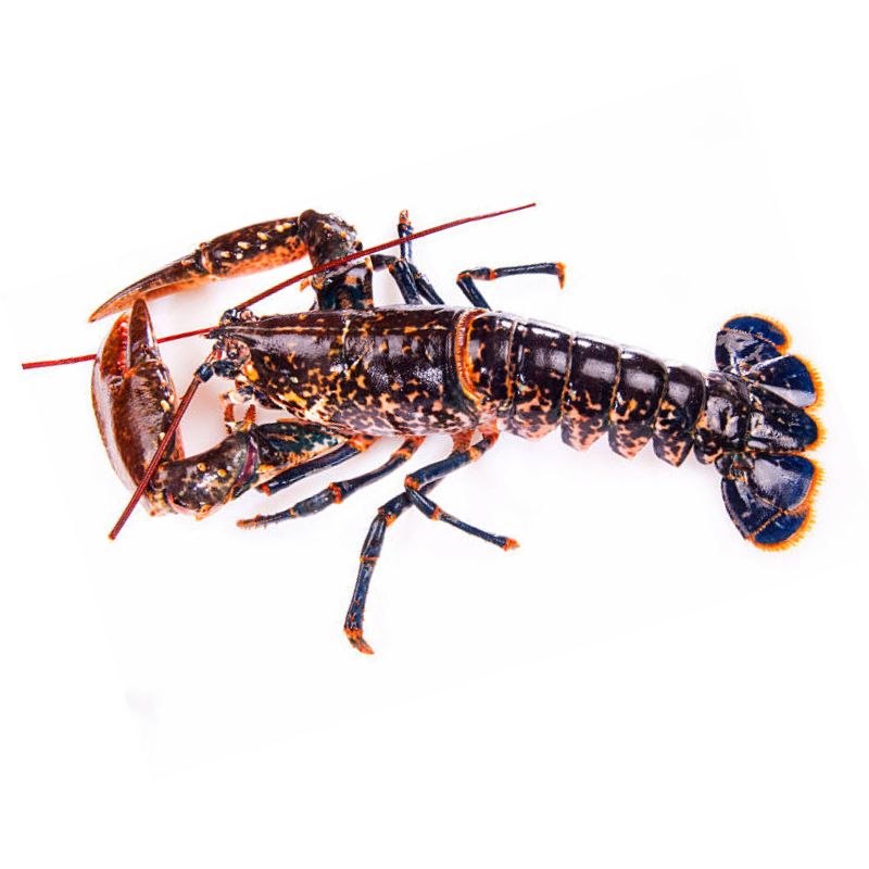 Bogavante
